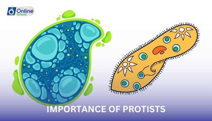 Lesson 03: Importance of Protists